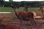 Deer & Elk
